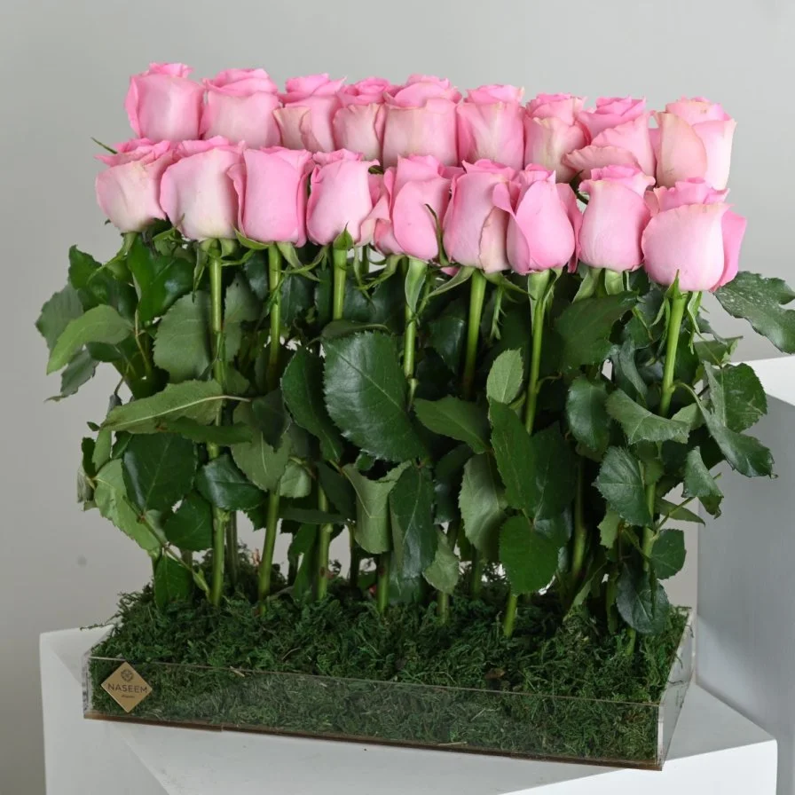 Pink rose distributions
