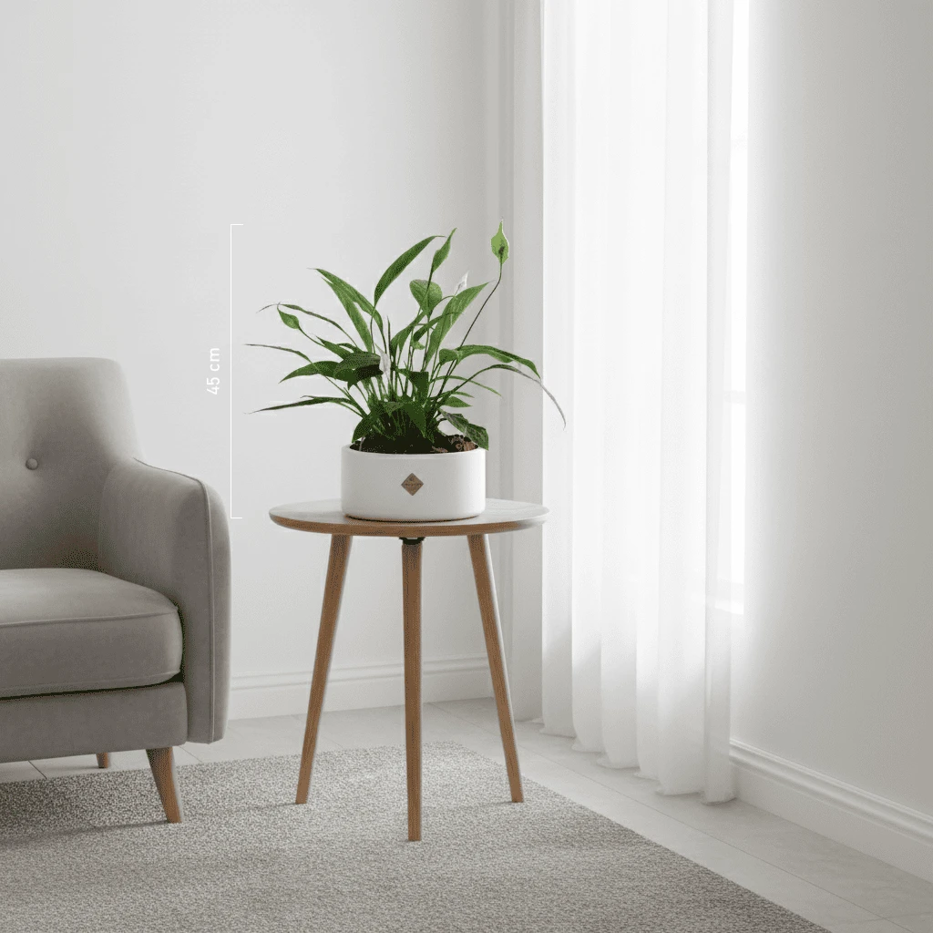Peace Lily Plant | White Vase