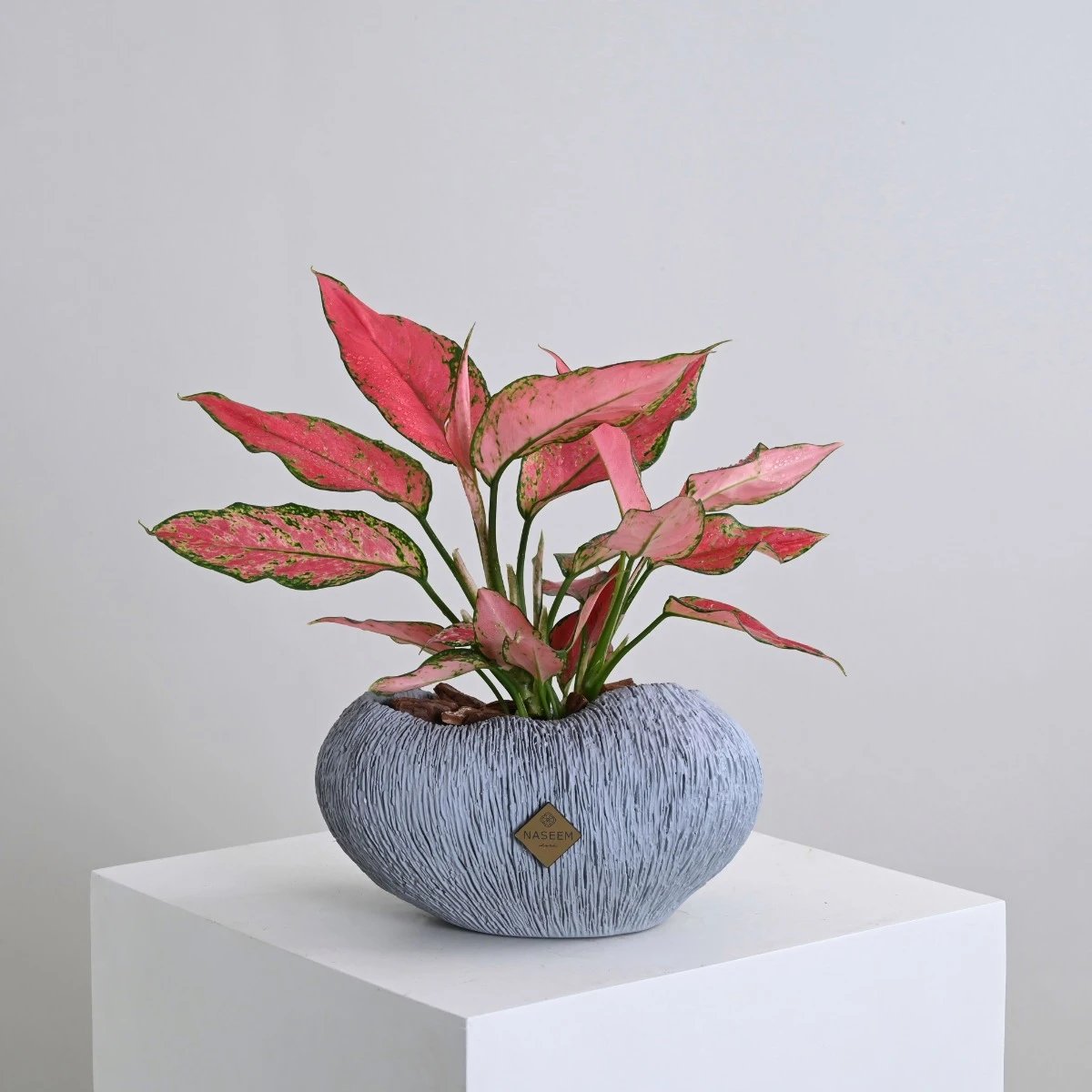 Aglaonema Plant | Gray Vase
