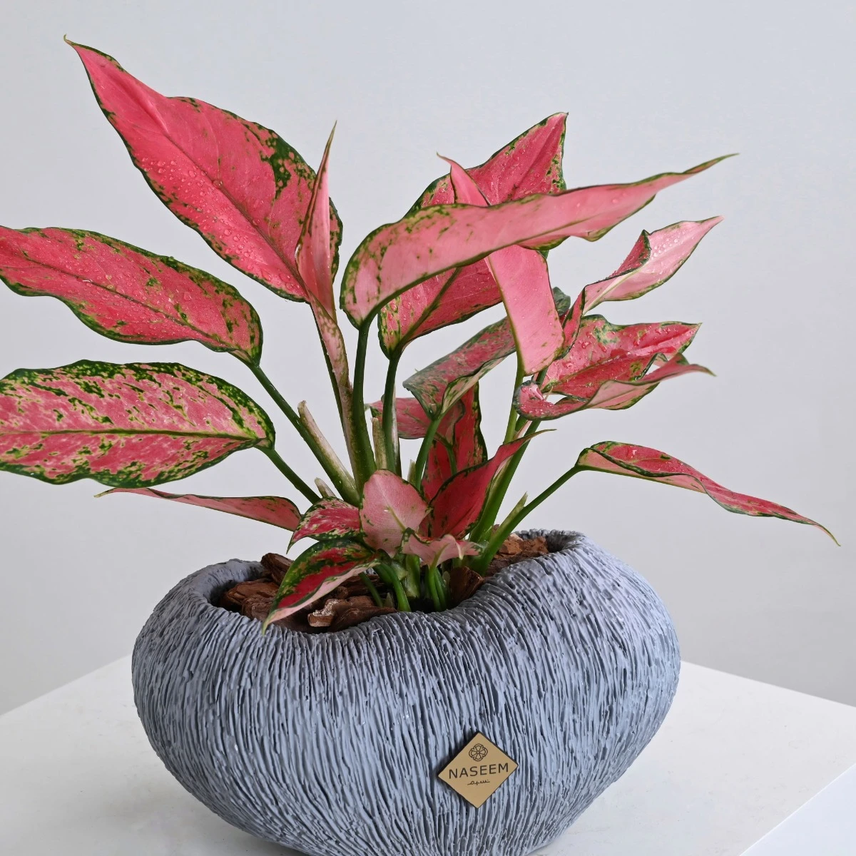 Aglaonema Plant | Gray Vase