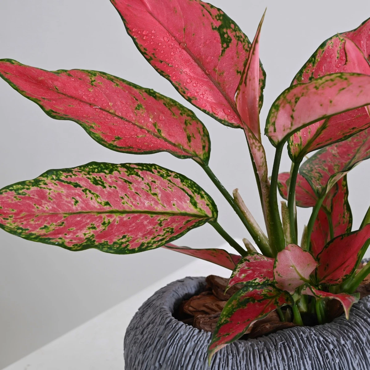 Aglaonema Plant | Gray Vase