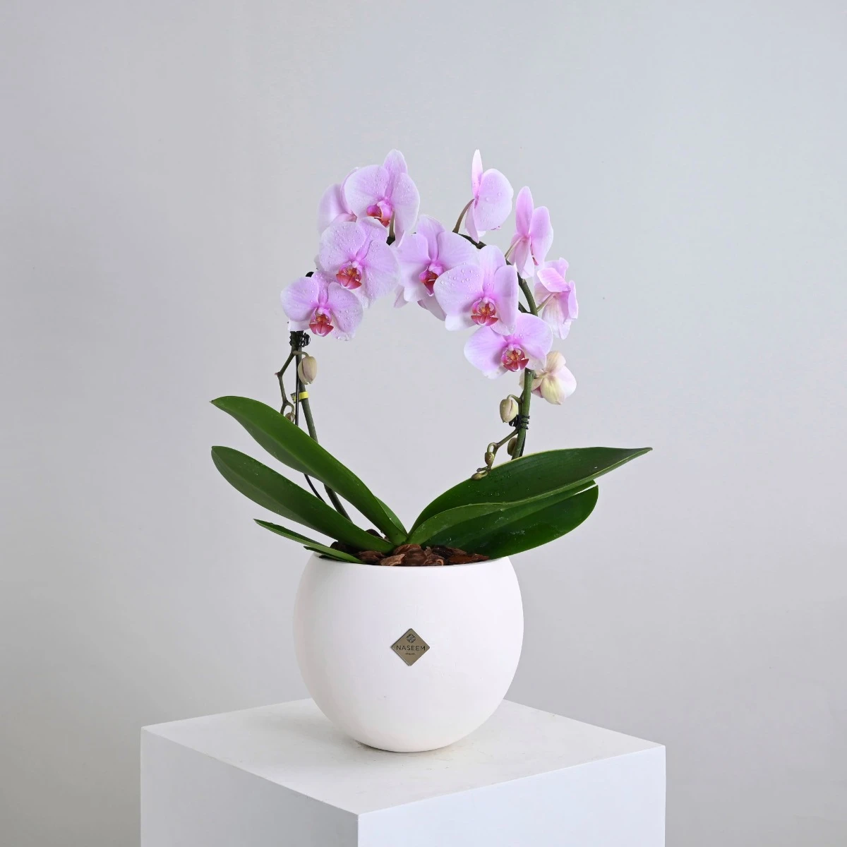 Pink Orchid Plant