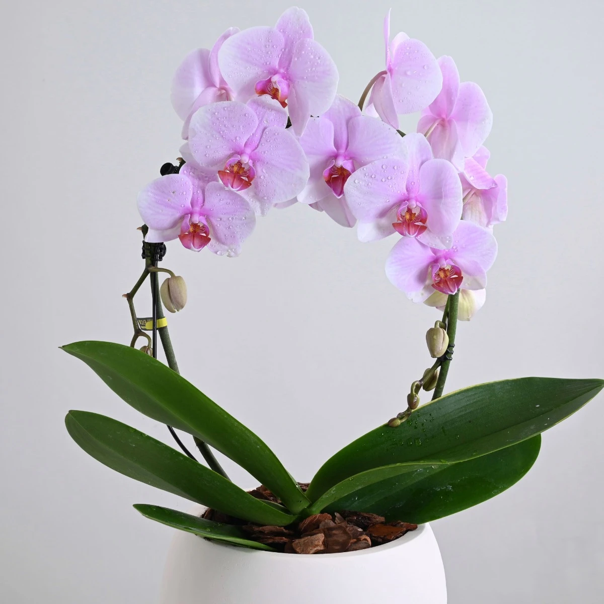 Pink Orchid Plant
