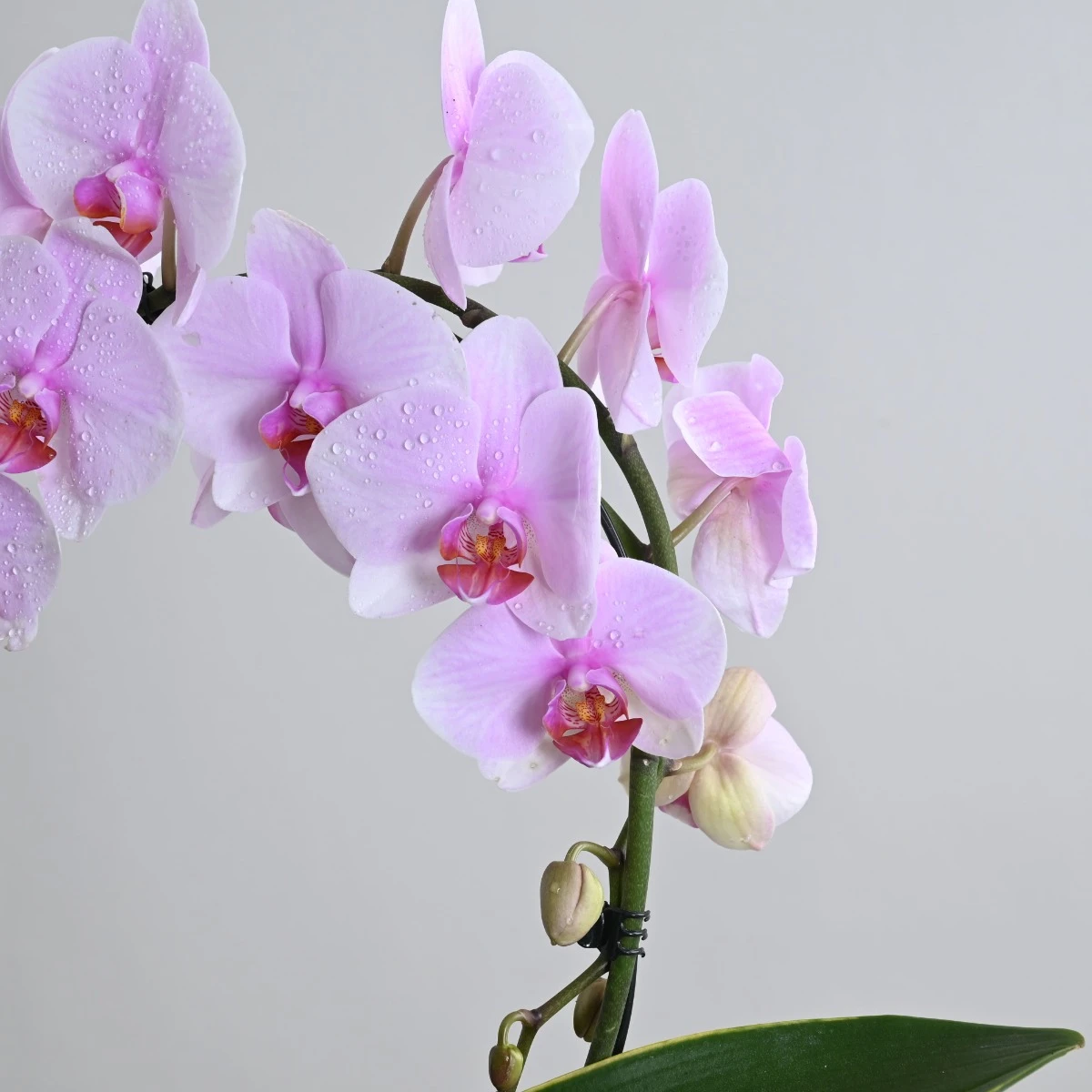 Pink Orchid Plant