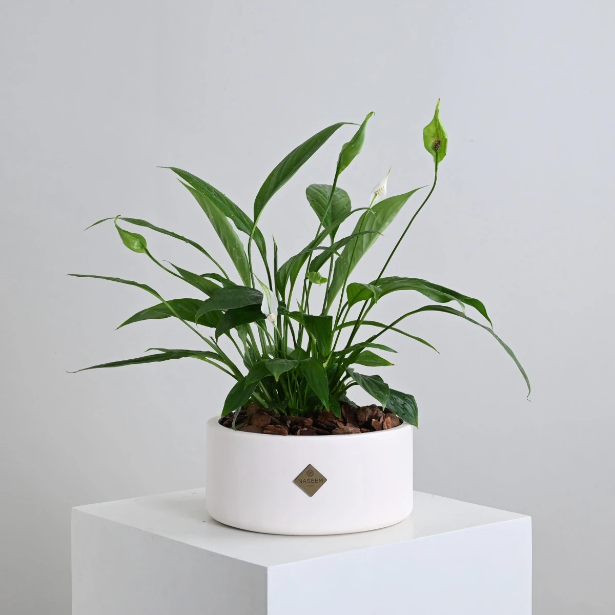 Peace Lily Plant | White Vase