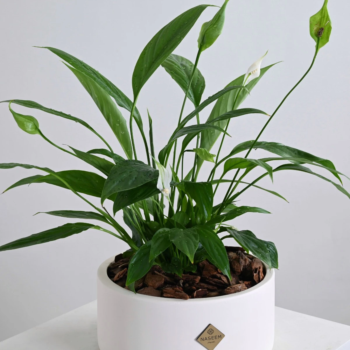 Peace Lily Plant | White Vase