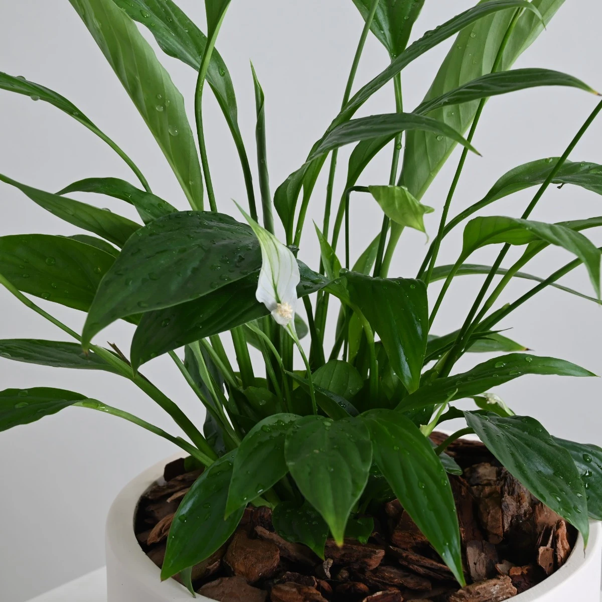 Peace Lily Plant | White Vase