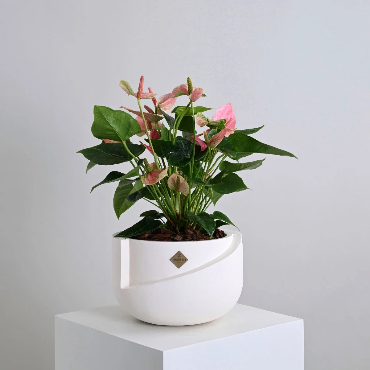 Pink Anthurium Plant