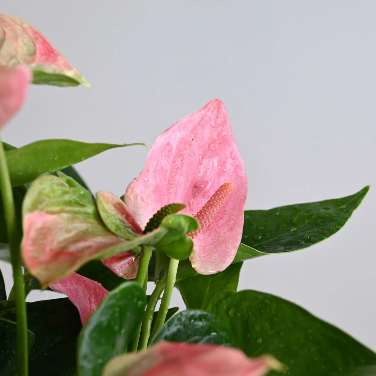 Pink Anthurium Plant