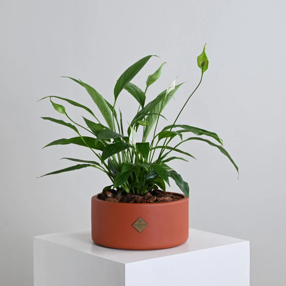 Peace Lily Plant | Camel Vase