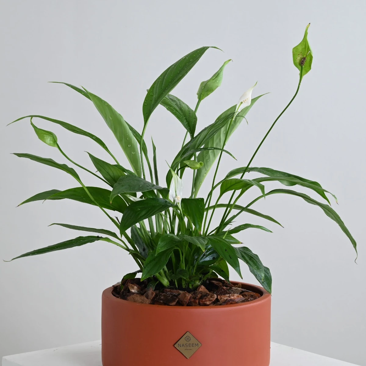 Peace Lily Plant | Camel Vase