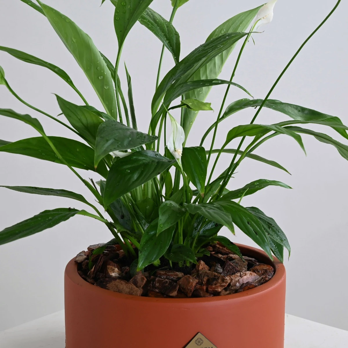 Peace Lily Plant | Camel Vase