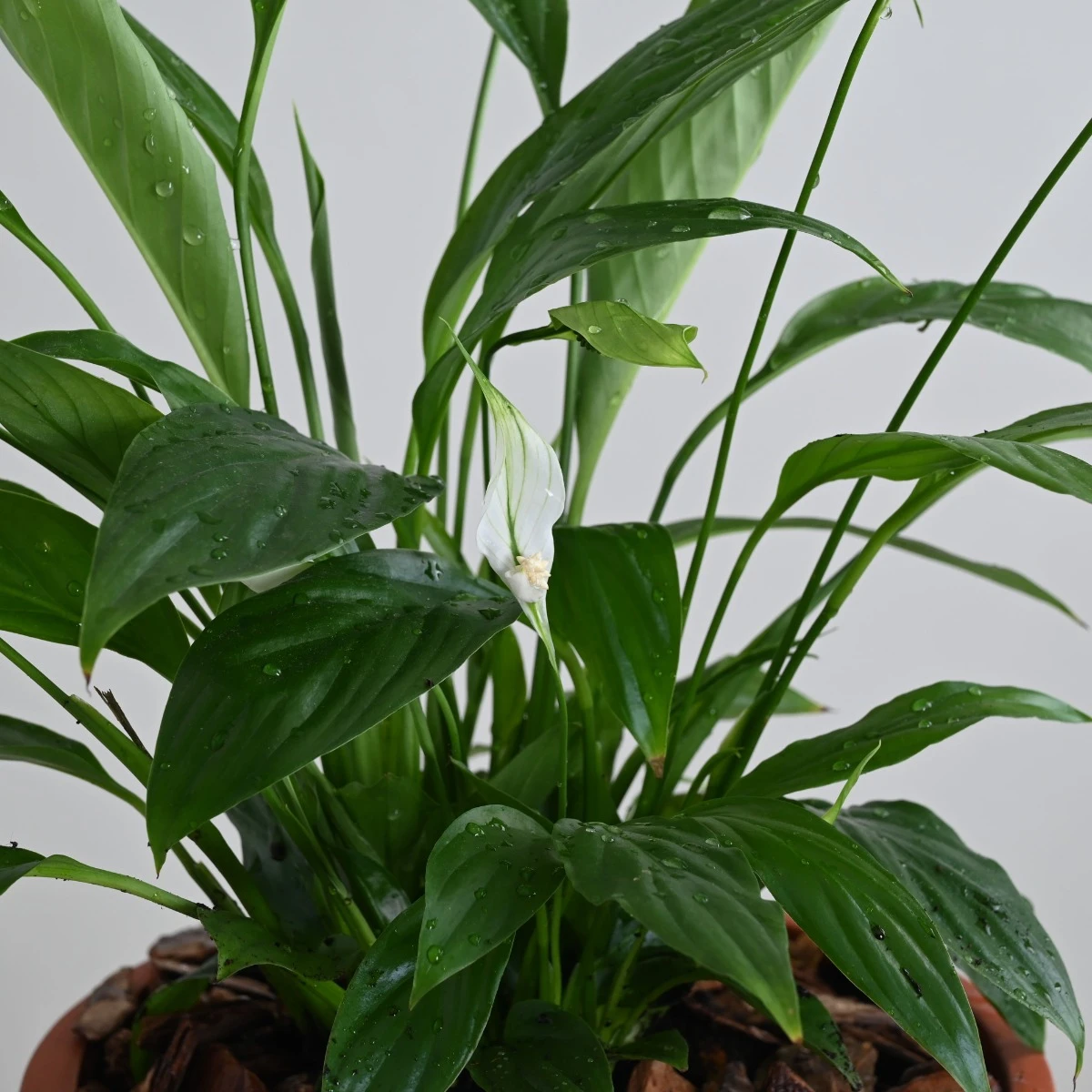 Peace Lily Plant | White Vase