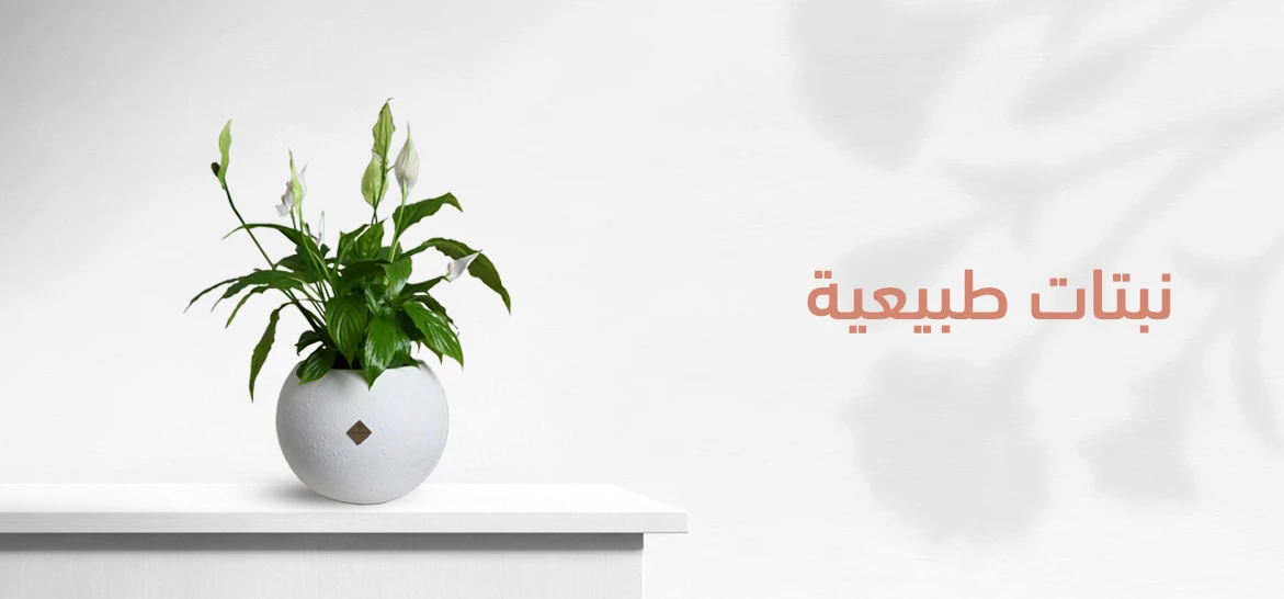 نباتات